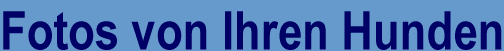 Fotos von Ihren Hunden